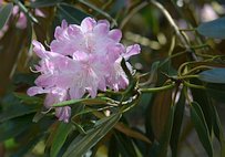 Rhododendron degronianum ssp. heptamerum 3