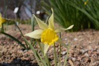 Narcissus pseudonarcissus 2
