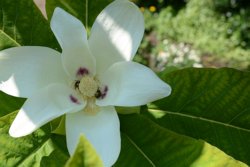 Magnolia macrophylla 1