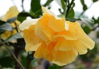 Hibiscus rosa-sinensis 2