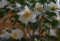 Camellia japonica 2