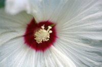 Hibiscus moscheutos 1