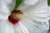 Hibiscus moscheutos 2