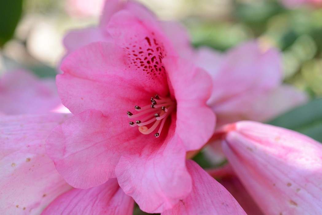 Sichuan Rhododendron 6