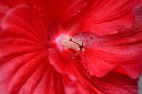 Hibiscus moscheutos 6