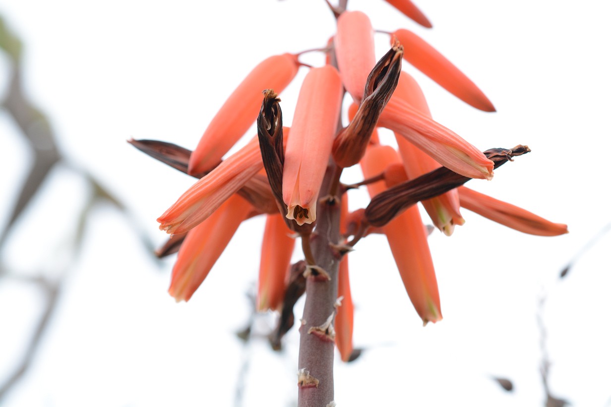 Faecheraloe
