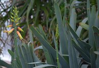 Aloe plicatilis 2
