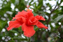 Hibiscus rosa-sinensis 1