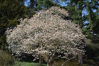 Magnolia loebneri 7
