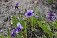 Viola mandshurica 4