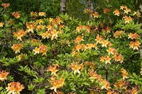 Rhododendron luteum 2