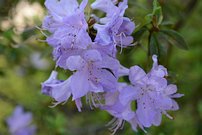 Rhododendron davidsonianum 3