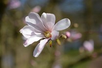 Magnolia x loebneri 1