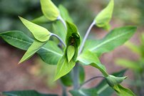 Euphorbia lathyris 2