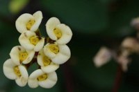Euphorbia milii 1