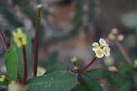Euphorbia milii 5