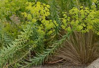 Euphorbia seguieriana 5
