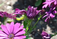 Regentropfen Kapkörbchen 7