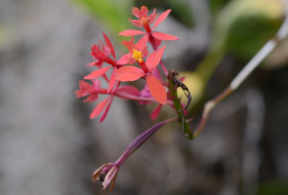 Feuerorchidee