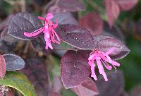 Riemenblüte 5